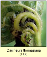 Dasineura thomasiana