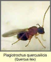 Plagiotrochus quercusilicis