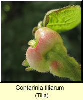 Cortinaria tiliarum