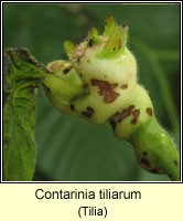 Contarinia tiliarum