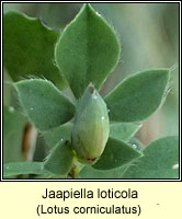 Jaapiella loticola or Contarinia barbichei