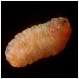 Asphondylia melanopus