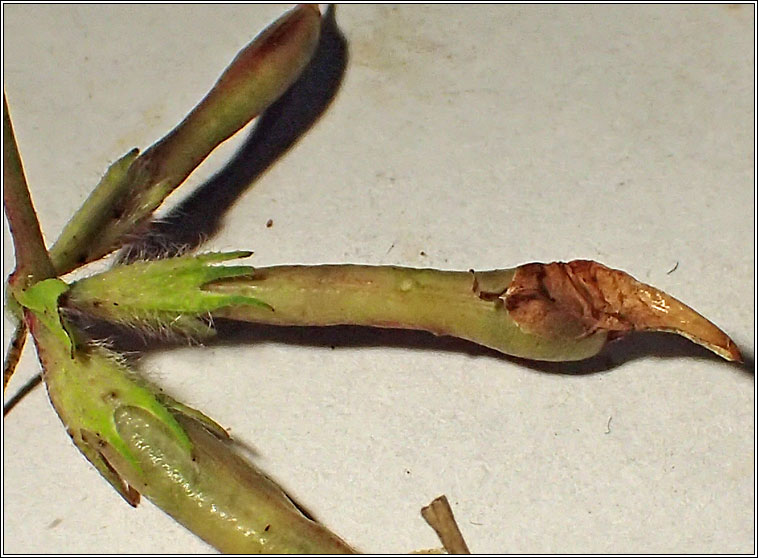 Asphondylia melanopus