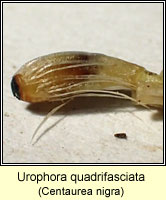 Urophora quadrifasciata