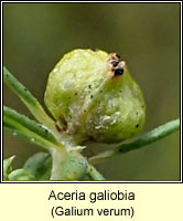 Aceria galiobia