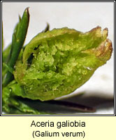 Aceria galiobia