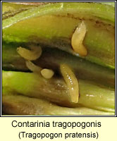 Contarinia tragopogonis