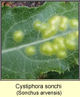 Cystiphora sonchi