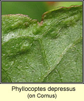 Phyllocoptes depressus