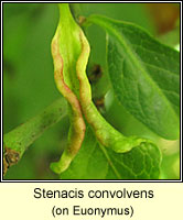 Stenacis convolvens (Stenacis euonymi)