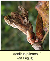 Acalitus plicans