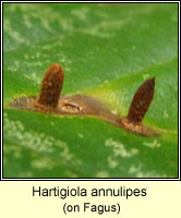 Hartigiola annulipes