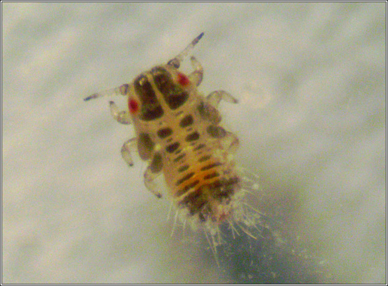 Psyllopsis fraxini agg, larva