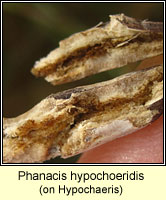 Phanacis hypochoeridis