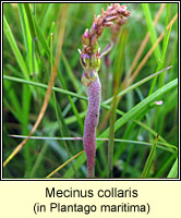 Mecinus collaris
