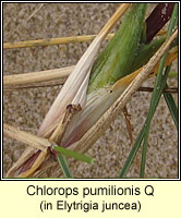 Chlorops pumilionis Q