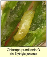 Chlorops pumilionis Q