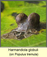 Harmandiola tremulae