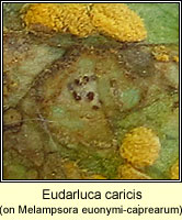 Eudarluca caricis