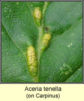 Aceria tenella