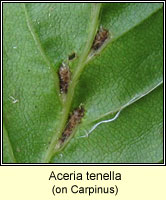 Aceria tenella