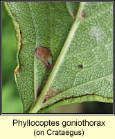 Phyllocoptes goniothorax
