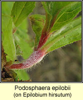 Podosphaera epilobii (Sphaerotheca epilobii)