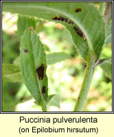 Puccinia pulverulenta