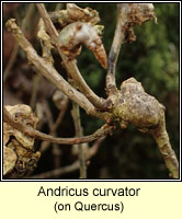 Andricus curvator
