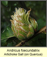 Andricus foecundatrix, Artichoke Gall