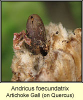 Andricus foecundatrix, Artichoke Gall