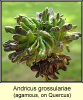 Andricus grossulariae, agamous