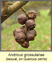 Andricus grossulariae, sexual