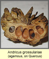 Andricus grossulariae, agamous
