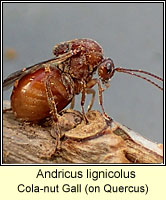 Andricus lignicolus, Cola-nut Gall