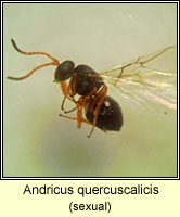 Andricus quercuscalicis (sexual)