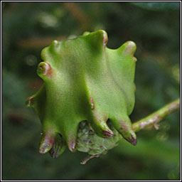 Andricus quercuscalicis, Knopper Gall