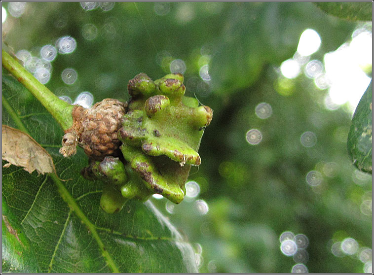 Andricus quercuscalicis, Knopper Gall