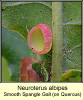 Neuroterus albipes, Smooth Spangle Gall