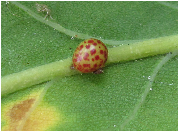 Neuroterus anthracinus, Oyster Gall