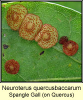 Neuroterus quercusbaccarum, Common Spangle Gall