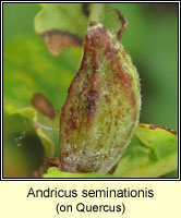 Andricus seminationis