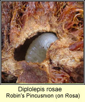Diplolepis rosae, Robin's Pincushion