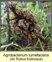 Agrobacterium tumefaciens