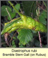 Diastrophus rubi, Bramble Stem Gall