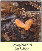 Lasioptera rubi