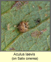Aculus laevis