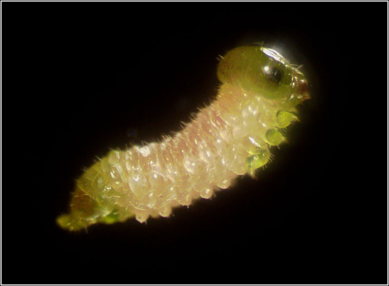 Euura pedunculi, Pontania pedunculi