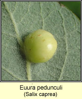 Euura pedunculi, Pontania pedunculi