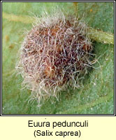 Pontania pedunculi, Willow Gall Sawfly
